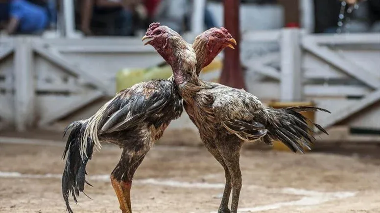 Diyarbakır'da horoz dövüştürdükleri iddiasıyla 8 şüpheli yakalandı