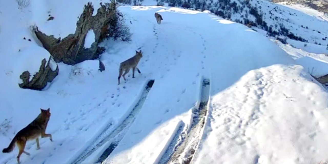 Yerleşim yeri yakınlarına inen kurtlar kameraya yakalandı