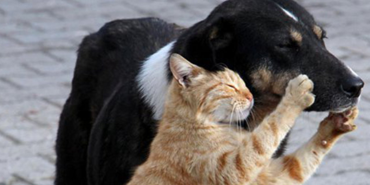 Bakanlıktan sokak hayvanları için acil talimat: Belediyelere ağır ceza uyarısı