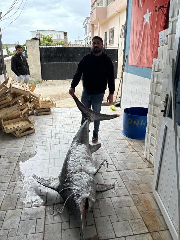 Adana'da 3 metre boyunda kılıç balığı yakaladılar