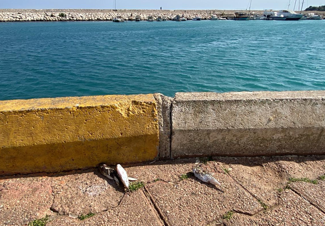 Balon balıkları için ‘karada ölüm’ uyarısı