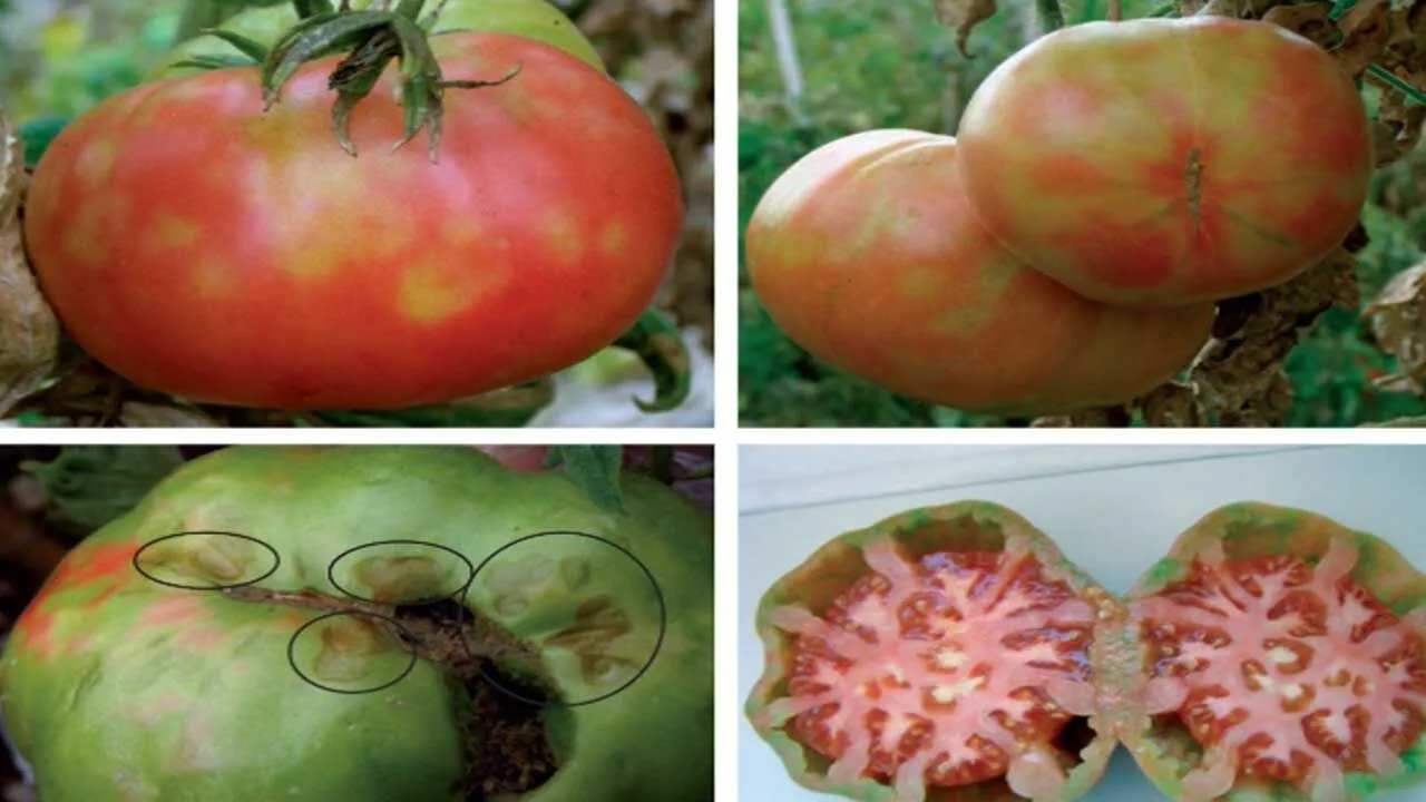 Domateslerde virüs bulundu: Antalya'da bakanlık ekipleri fark etti