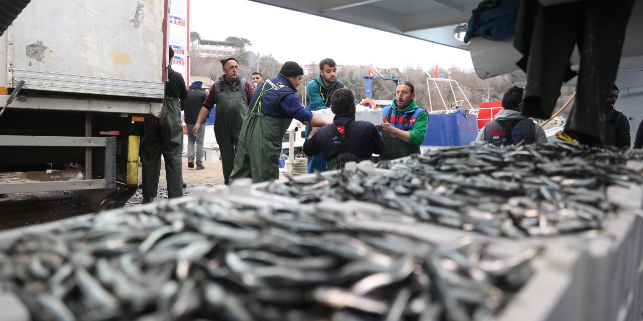 İğneada'daki hamsi bolluğu esnafı güldürdü