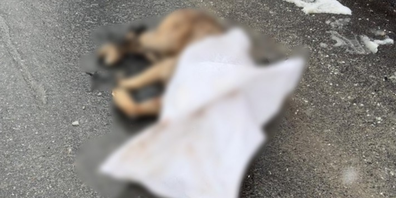 Kayseri’de köpeği işkenceyle katlettiler: Ayaklarını bağladılar; silahla öldürüp sokağa attılar!