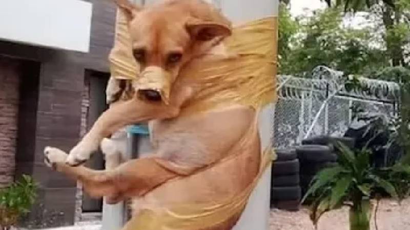 Havlayan köpek, komşusu tarafından elektrik direğine koli bandıyla bağlandı