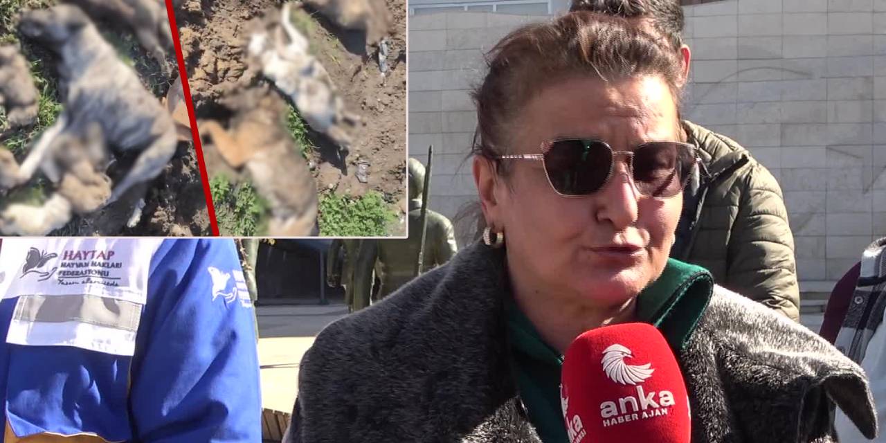 Osmaniye'deki hayvan katliamı iddiaları: "Çözüm öldürmek değil"