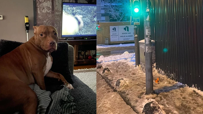 Kadıköy'de elektrik akımına kapılan köpek öldü