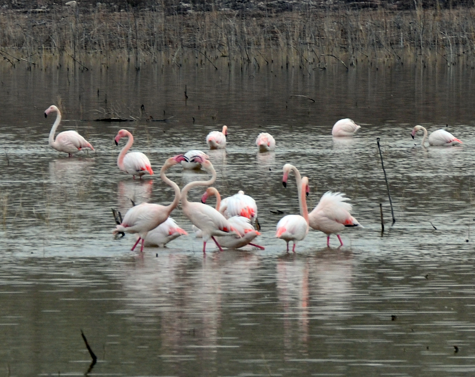 Flamingoların Tuz Gölü'nde kuluçka dönemi başladı