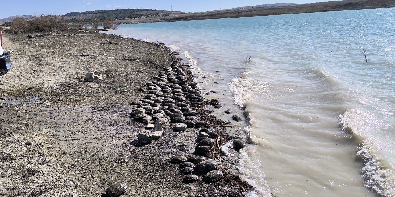 Şanlıurfa'da mahsur kalan yüzlerce kaplumbağa kurtarıldı