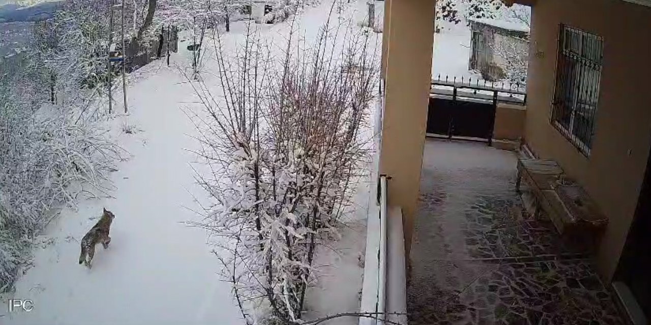 Elazığ'da köye inen yaban hayvanları güvenlik kamerasında