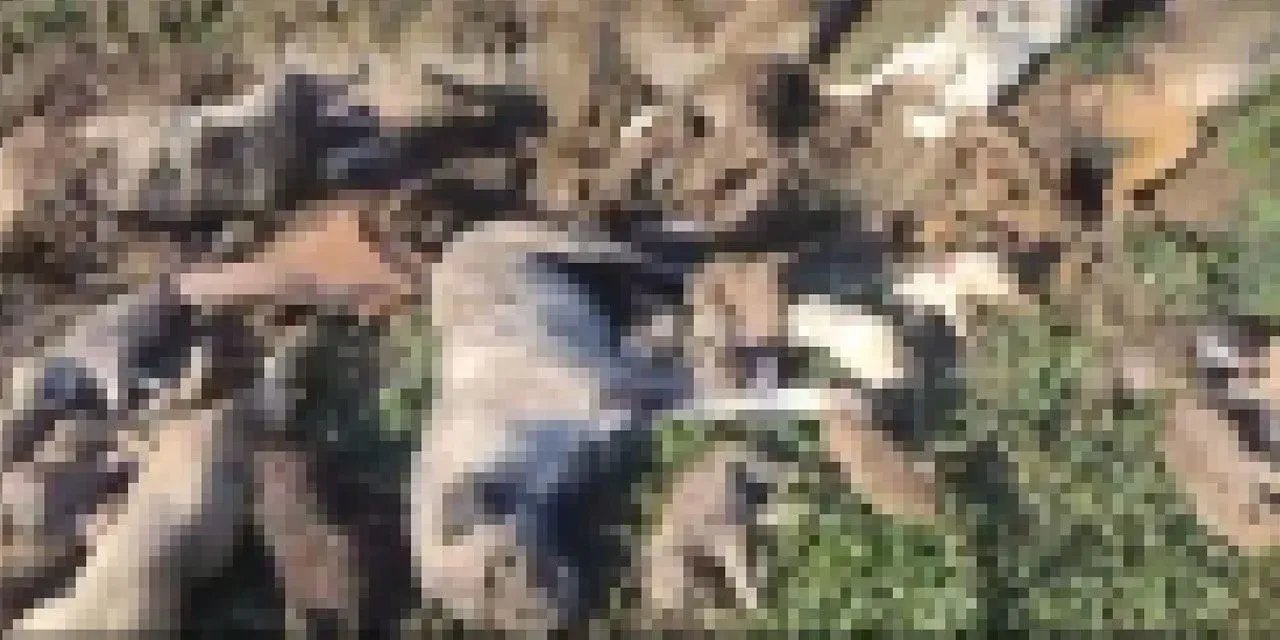 Osmaniye'de hayvan katliamı: 4 kişi görevden alındı