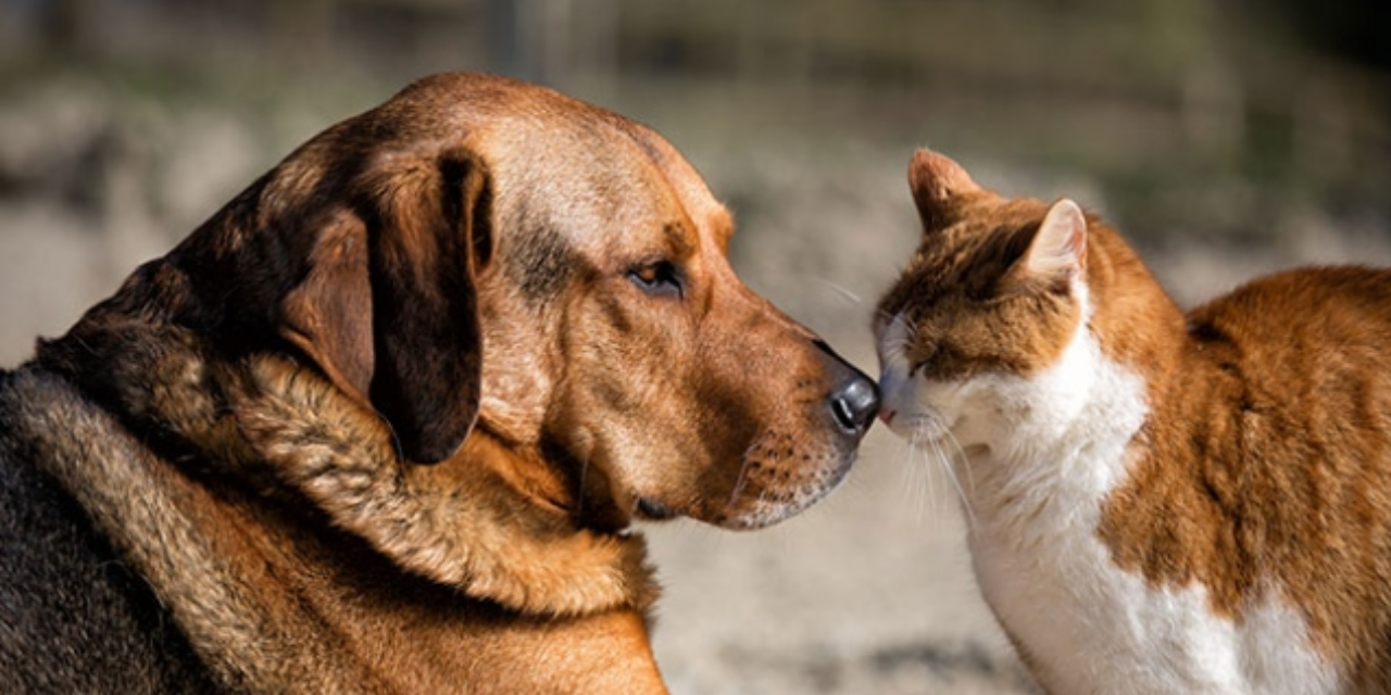 İstanbul Valiliği’nden belediyelere sahipsiz hayvanlarla ilgili genelge: Valilik 17 Mart'a kadar süre verdi!