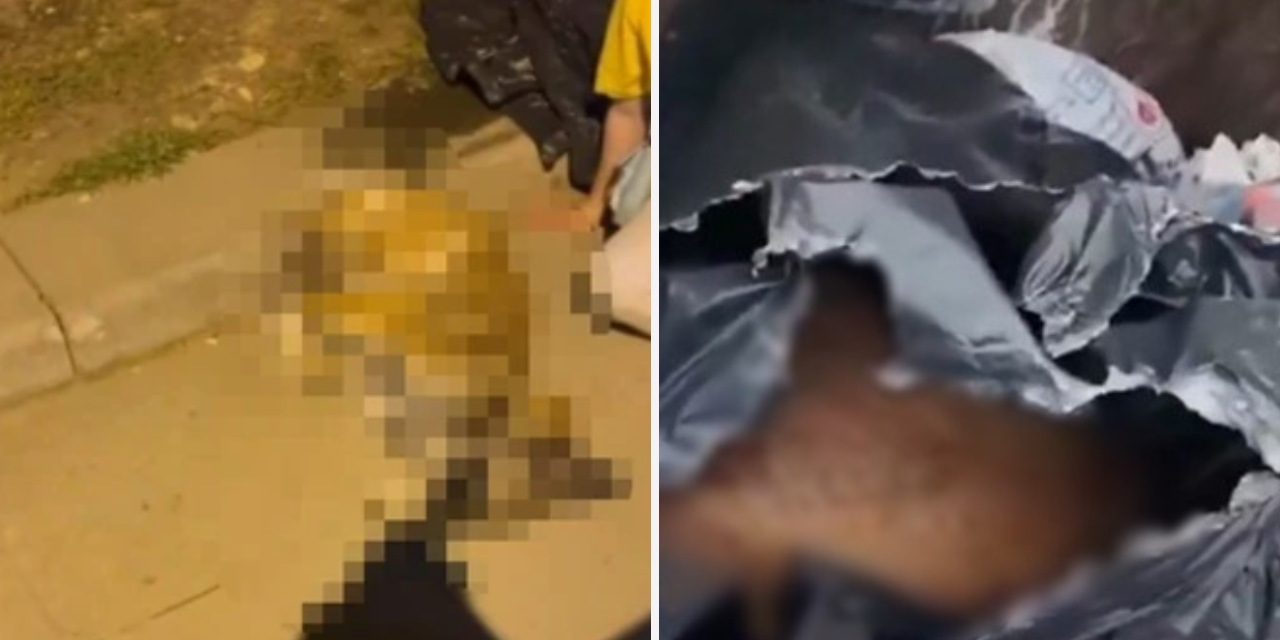 Katliamın adresi Sancaktepe! Köpekleri öldürüp çöpe attılar: Belediye başkanından açıklama