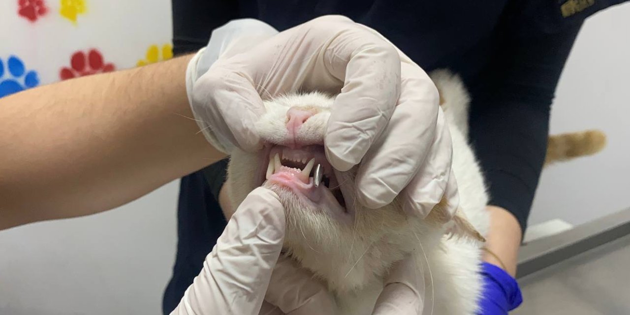 Beslenmekte zorlanan kediye diş kaplama
