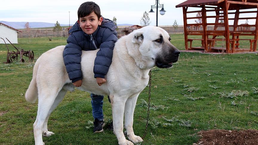 Mevsim değişiklikleri kangal köpeklerinin hormonlarını da etkiliyor