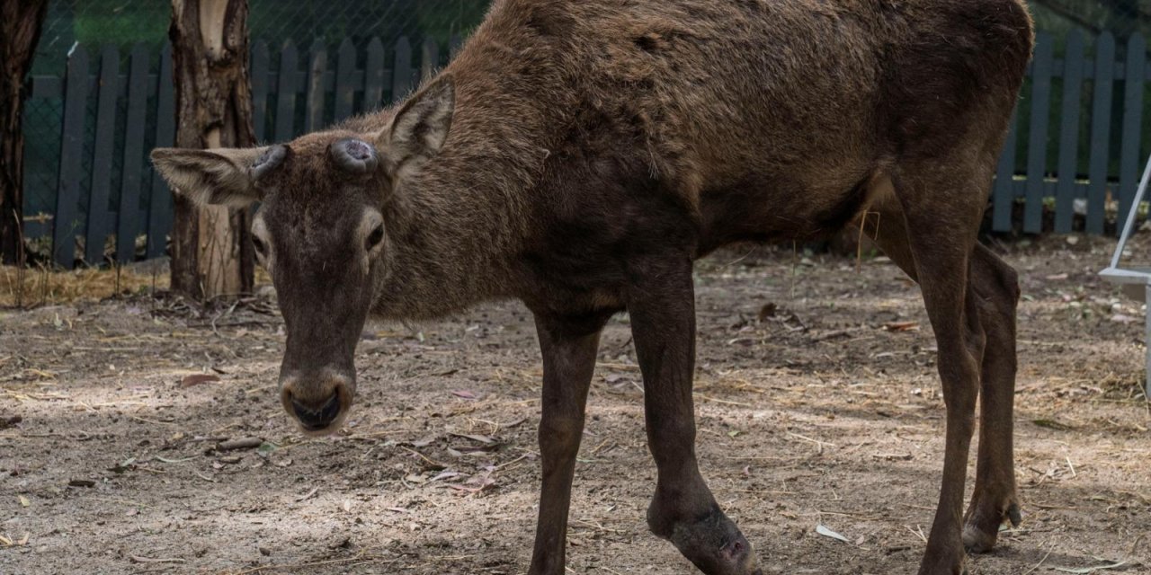 Silahla vurulmuştu, yaralı geyiğe operasyon yapılması riskli bulundu!