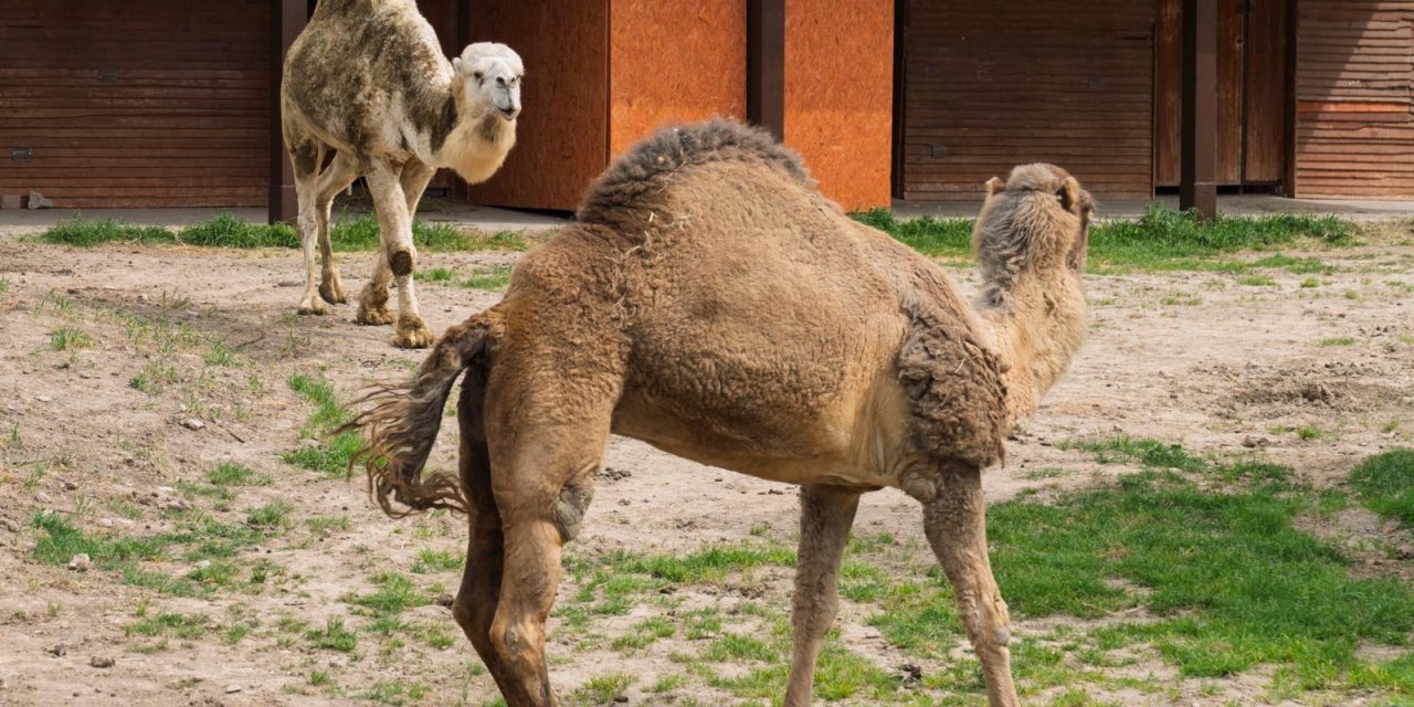 Yağmur'a arkadaş 'Can' geldi...