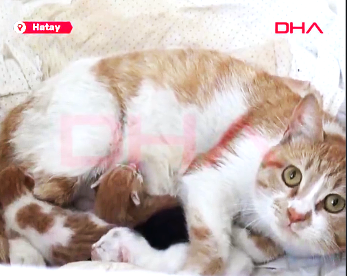 Açık pencereden eve giren kedi, bebek beşiğinde 4 yavru doğurdu