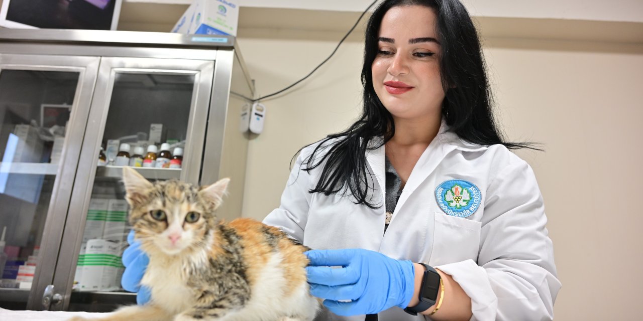 Manisa'da kısırlaştırılan kedilerin sayısı 3 bini geçti