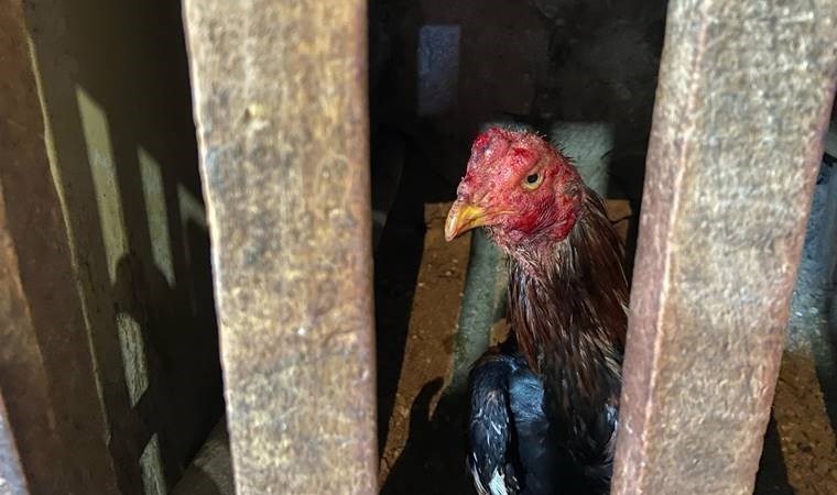 Osmaniye'de horoz dövüştüren 94 kişiye 603 bin lira para cezası verildi