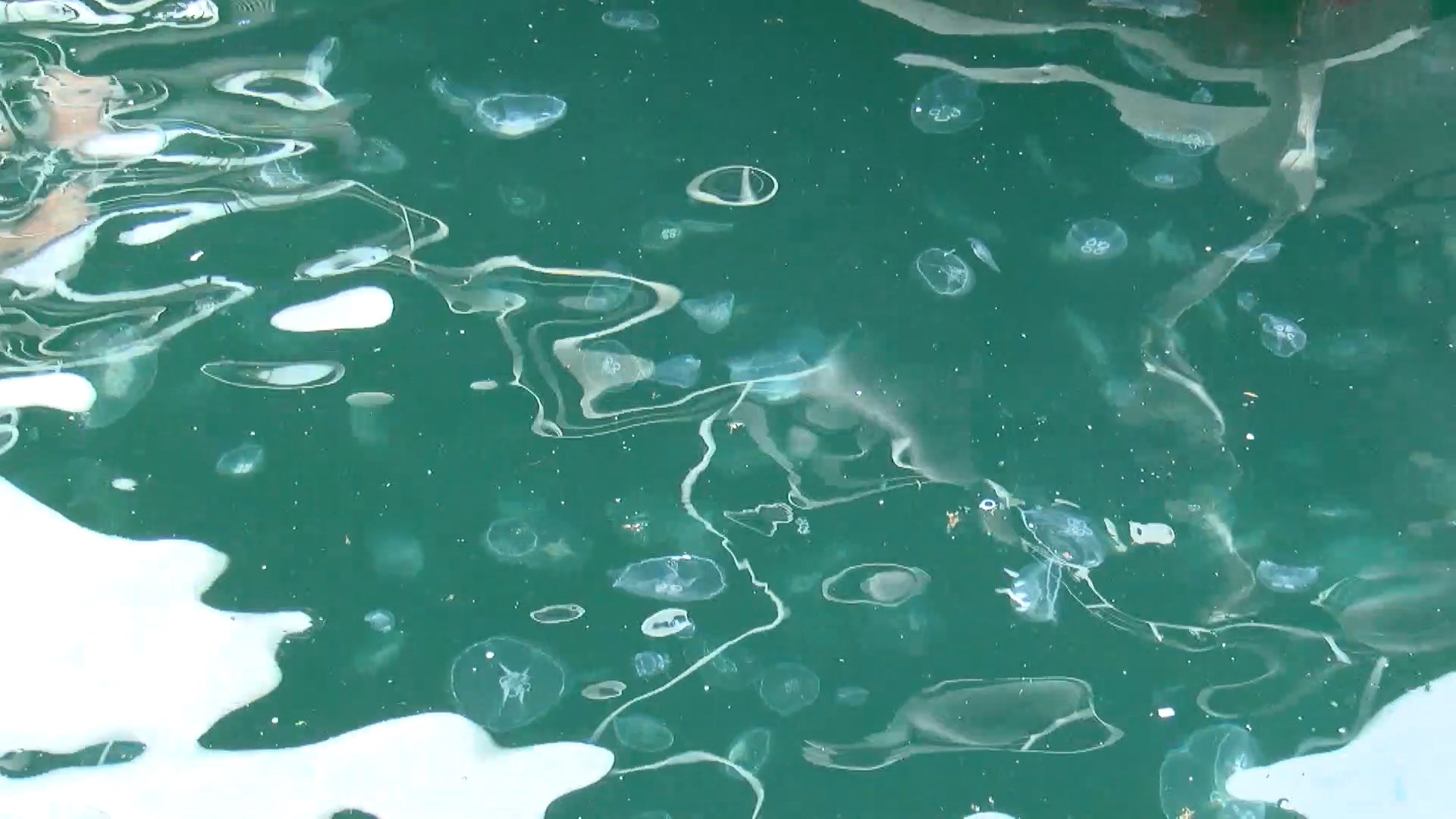 Denizanalarındaki artış sonrası müsilaj uyarısı