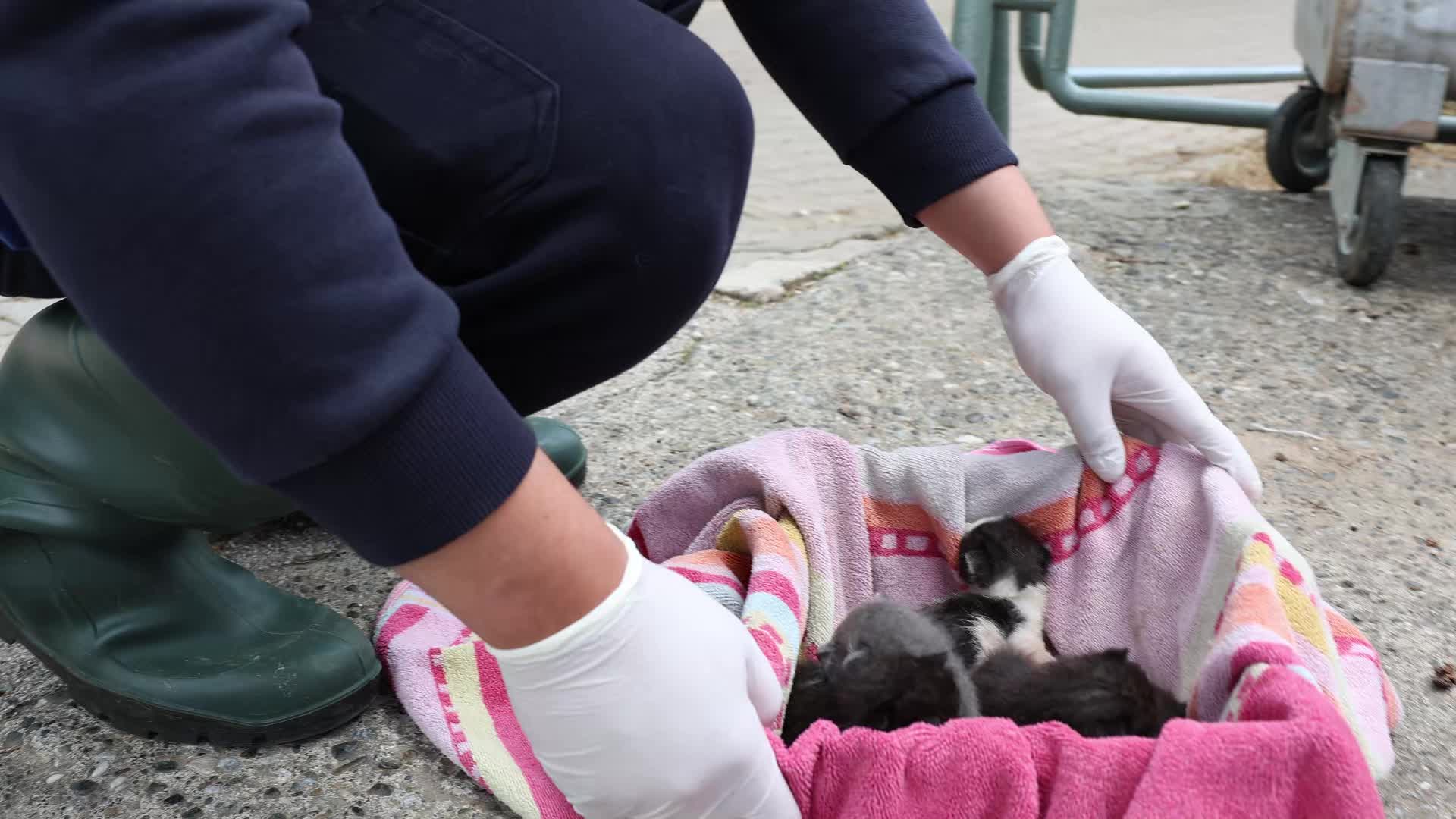 Marmaris’te çöpe atılan yavru kedileri, belediye işçilerinin dikkati kurtardı