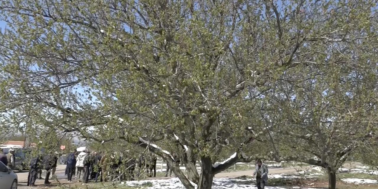 Malatya'da zirai don felaketi: "Borçların faizsiz ertelenmesini istiyoruz"