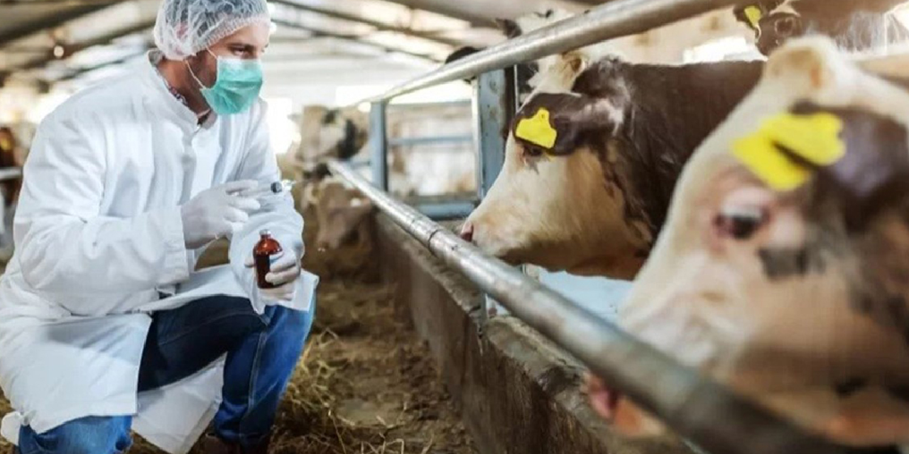 Avrupa'da şap salgını krizi: 'Biyolojik saldırı olabilir'