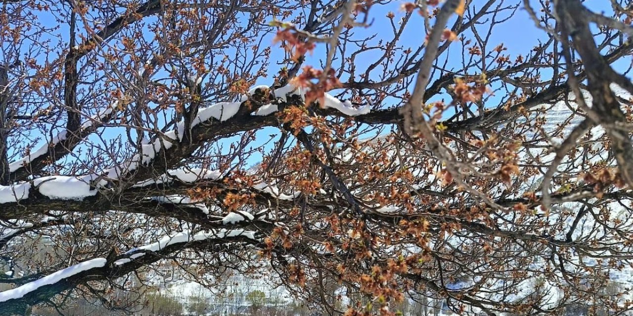 Kayısı da dondu, umut da: Gürün’de üretici perişan