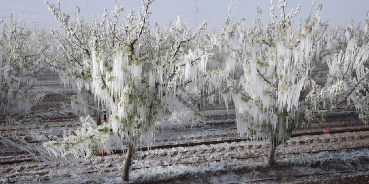 Ankara Valiliği'nden zirai don uyarısı