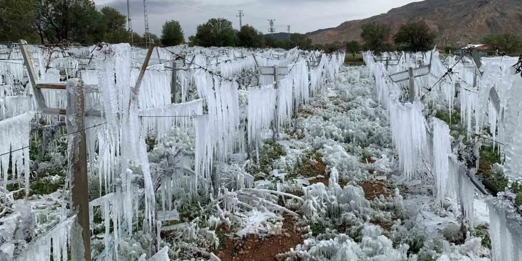 "Don felaketi cevizden şeftaliye bahçeleri vurdu, üretici perişan"
