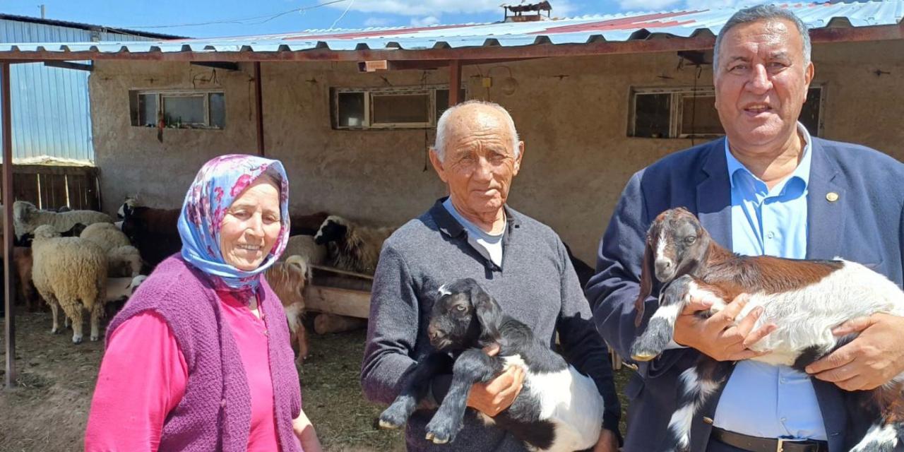 Keçi sesi kesildi: 1200 hayvandan geriye 30 tane kaldı