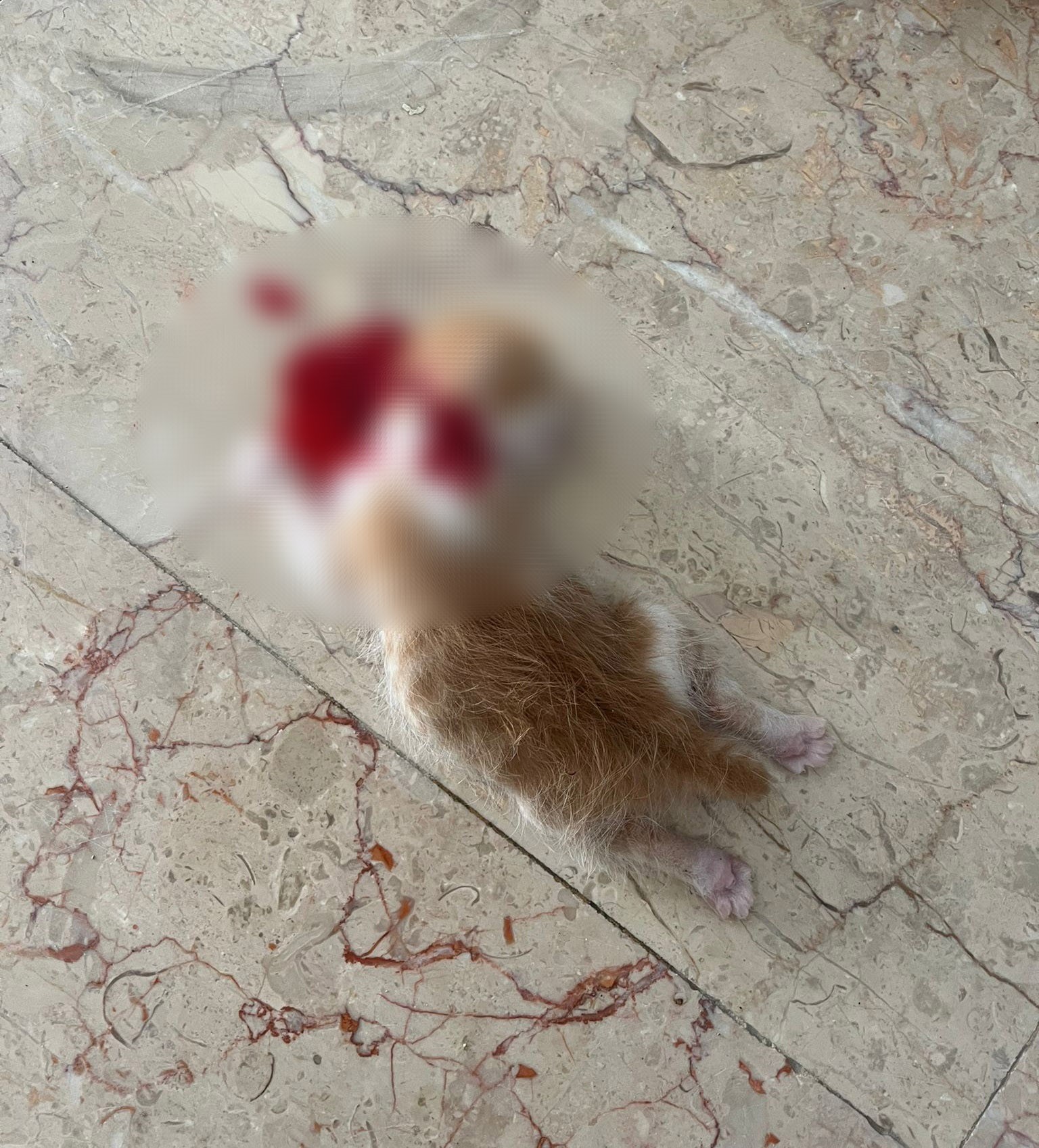 6 yavrunun kafası kesilerek katledildi