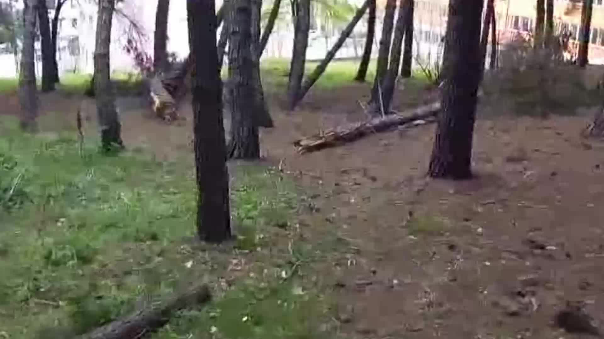 Alaçam Belediyesi yüzlerce çam ağacını kesti...