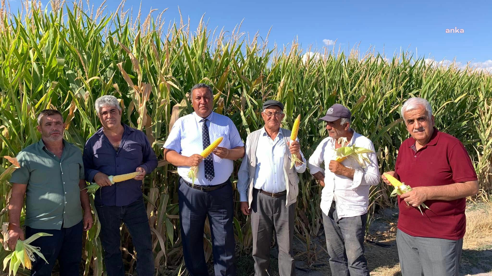 CHP'li Gürer: "Mısır üretimi bitirilmek mi isteniyor?"