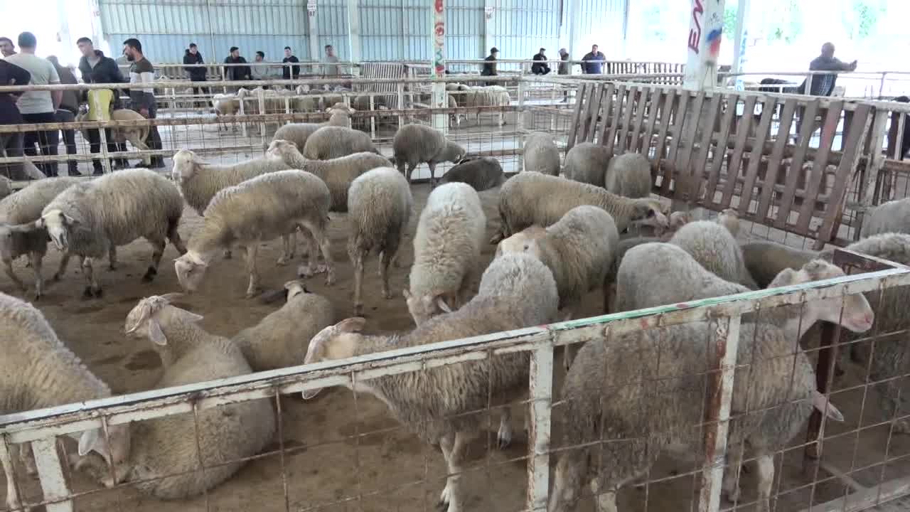Kurban pazarı sessiz, üretici dertli: Emekli maaşıyla ancak horoz keser, kurban değil