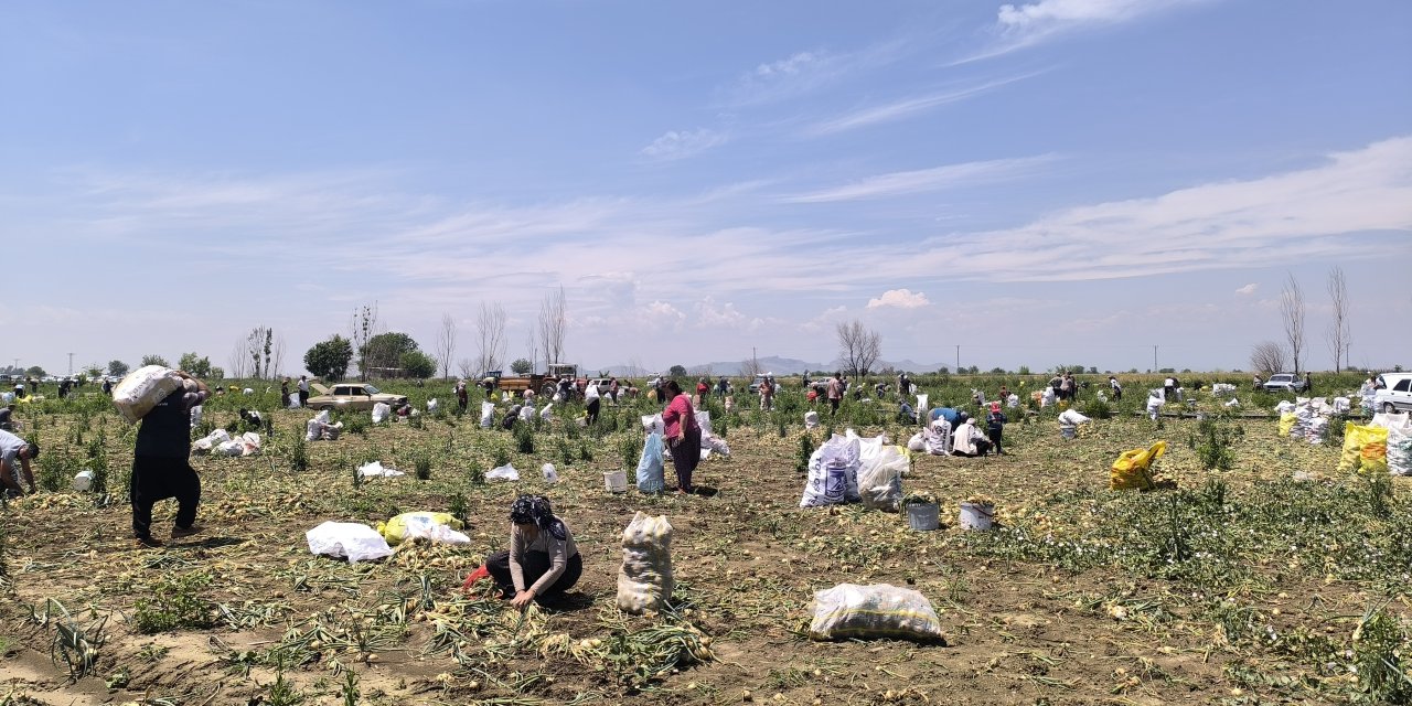 Mahsulünü satamayan çiftçi soğan tarlasını halka açtı
