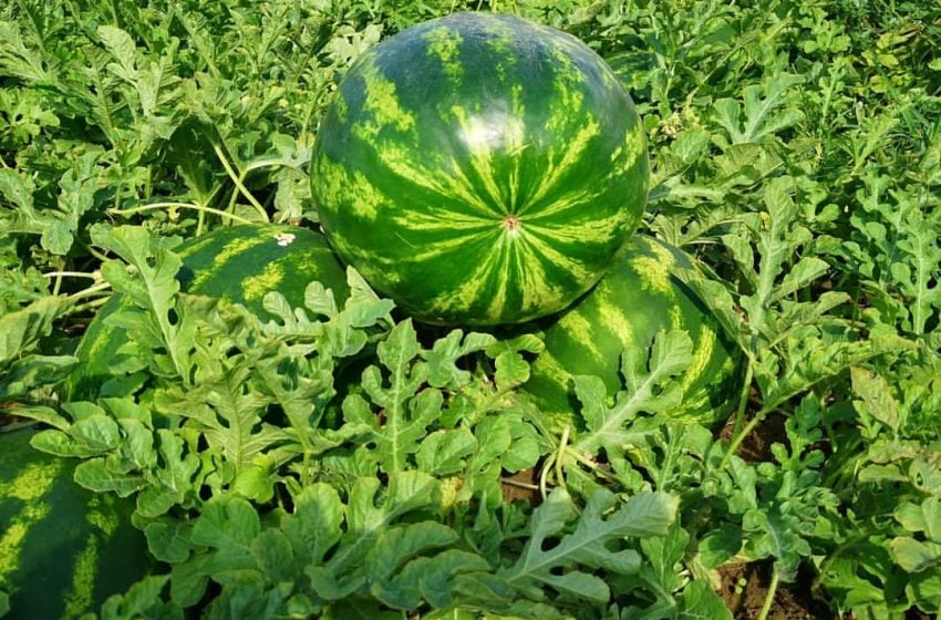 Karpuz tarlada 70 TL, markette 400 TL:  Üretici donla, tüketici fiyatla boğuşuyor