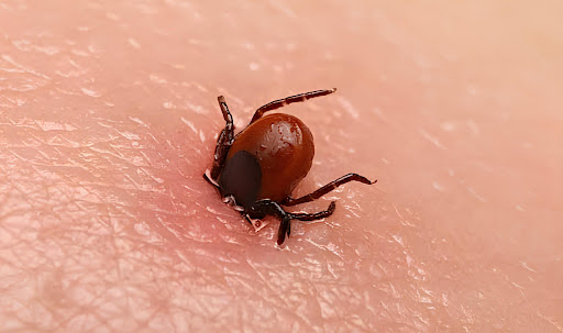 Kene ısırığı şüphesiyle hastaneye kaldırılan 1,5 yaşındaki Metehan hayatını kaybetti