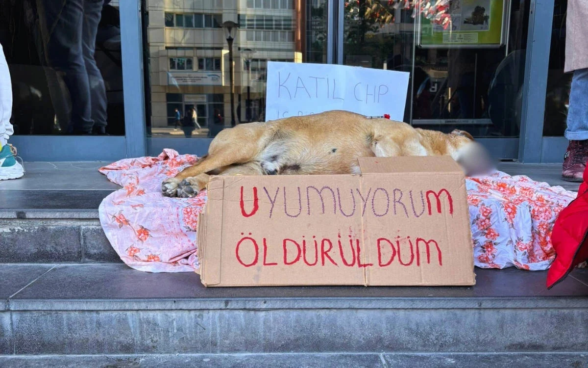 Çankaya'da öldürülen köpek için ‘yaşam nöbeti'ne polis saldırdı