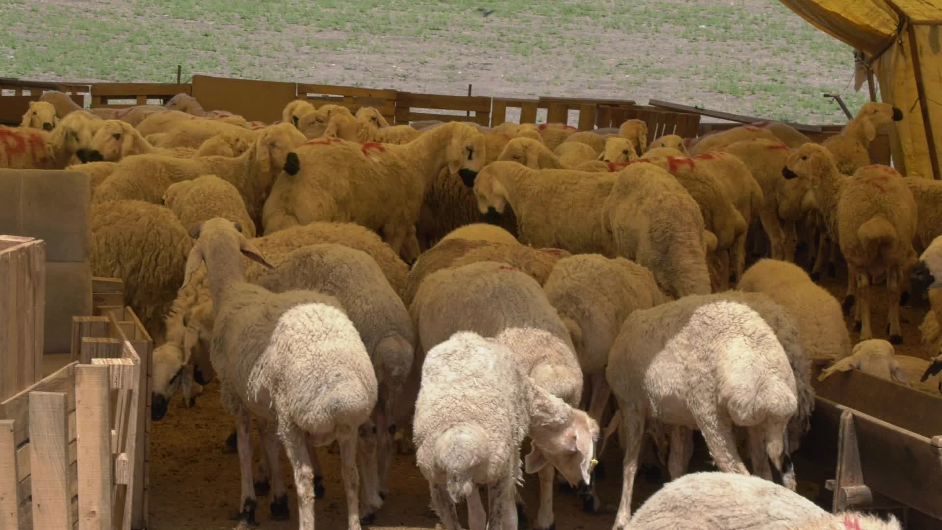 Kurban pazarlıkları başladı: Maliyetler yüksek, talep az