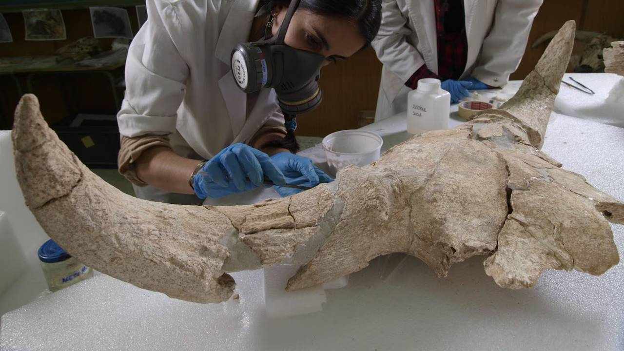 Yeni keşif: Neandertaller bir mağarada nesiller boyunca ‘Kafatası Koleksiyonu’ yapmış