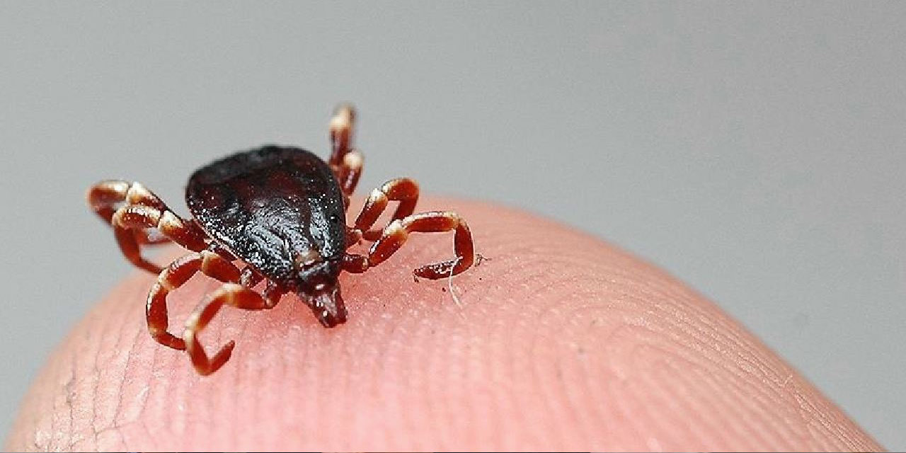Sağlık Bakanlığı’ndan ‘Kırım Kongo Kanamalı Ateşi’ uyarısı
