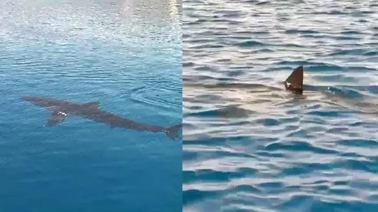 WWF-Türkiye'den Gökova'daki köpek balığı görüntülerine ilişkin açıklama