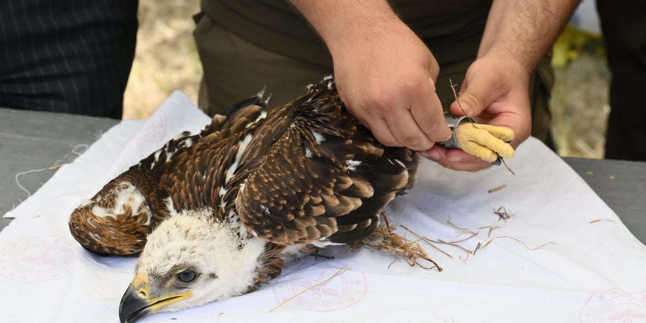 Trakya’da kuşlar halkalanıyor: Leylek ve Şah Kartal için bilimsel seferberlik