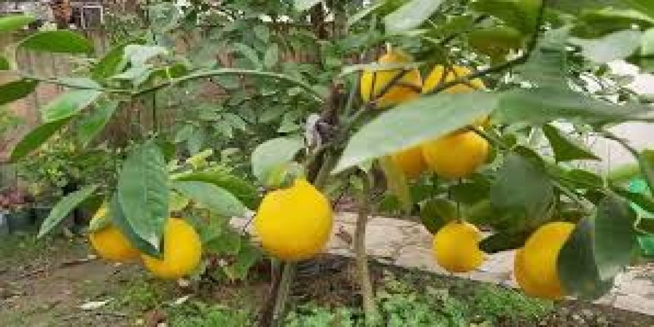 Çok Zor Değilmiş! Saksıda Limon Yetiştirmenin En Kolay Yolu