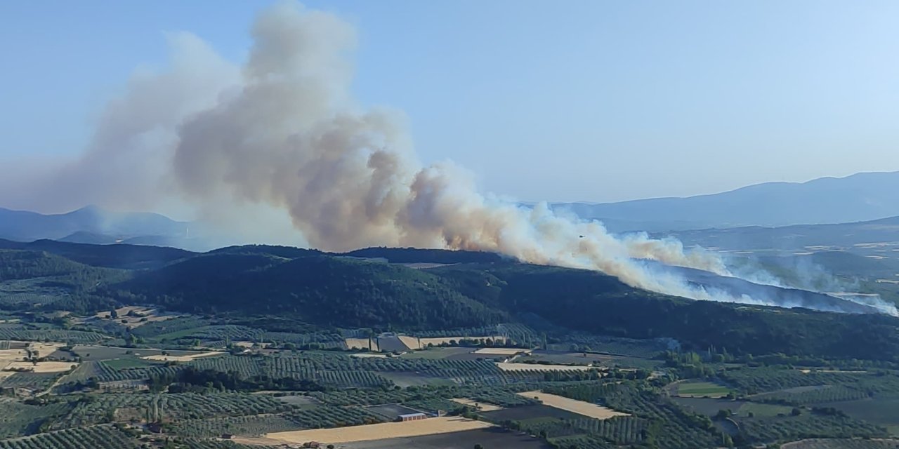 Manisa’da orman yangını