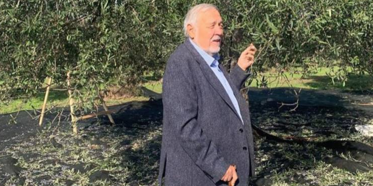 İlber Ortaylı'dan zeytinliklere sahip çıkma çağrısı