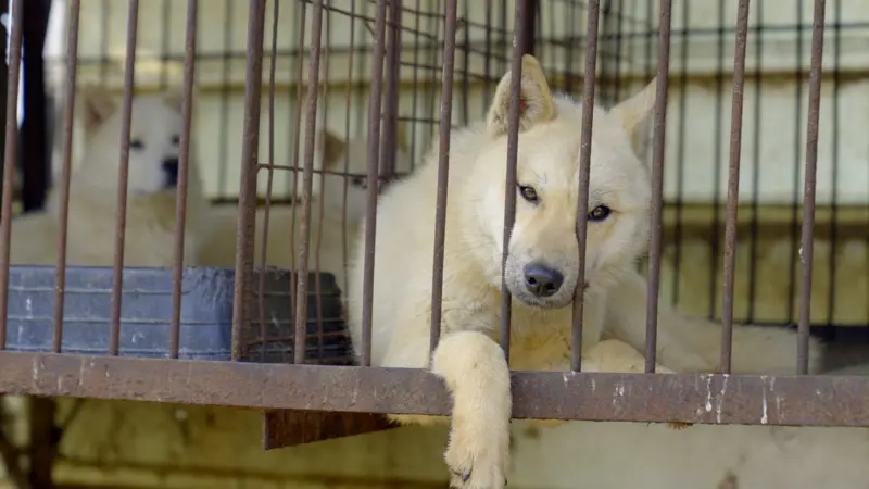 Güney Kore köpek etini yasakladı, peki kalan köpeklere ne olacak?
