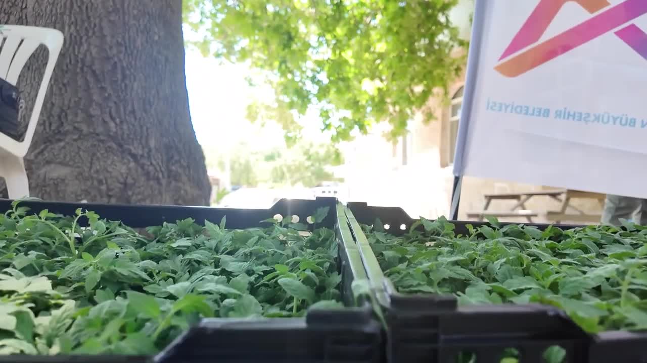Mersin Büyükşehir Belediyesi, Gülnar’da 105 bin adet domates fidesi dağıttı